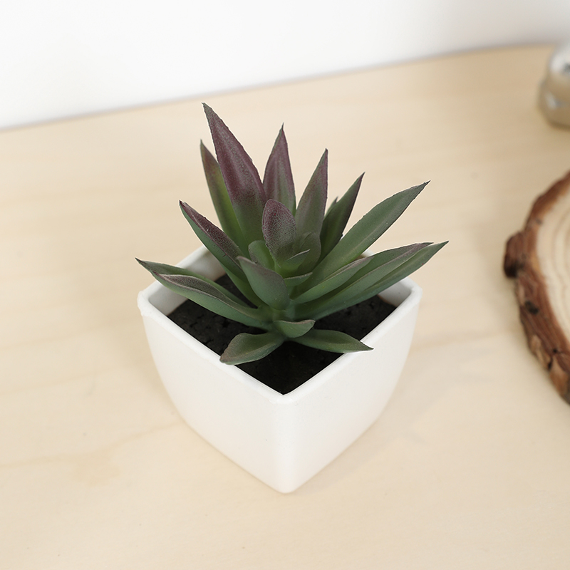 Mini Yapay Etli Peri Bardağı K - Bonsai Garden Kit incelemesi ve fiyatı